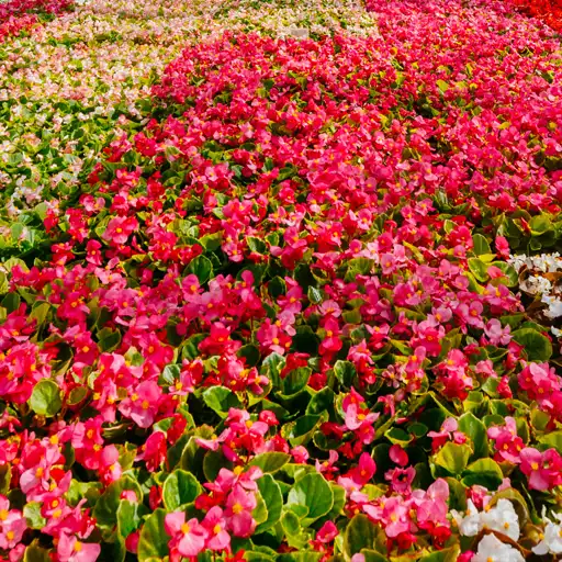 flores-cuadrado Plantación de flores