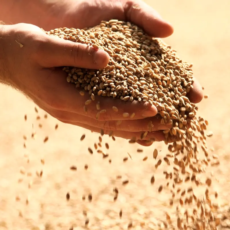 home-1 Manos dejando caer semillas