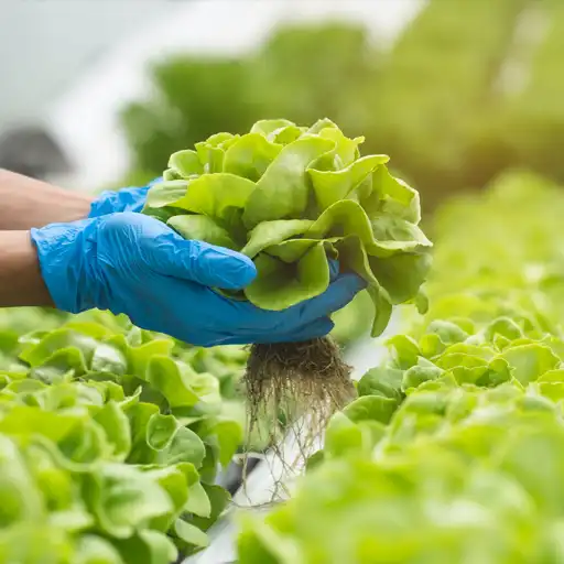 planta-lechuga-cuadrada Agricultor sujetando una planta de lechuga