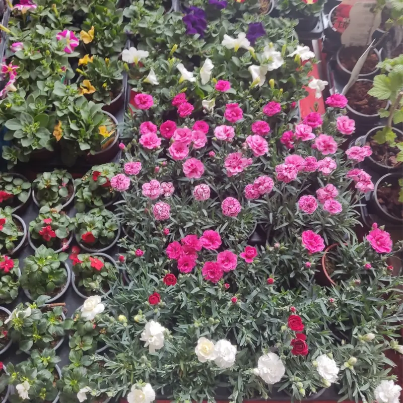 sobre-nosotros-1 Conjunto de flores en sus macetas