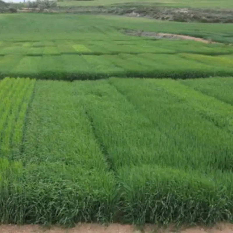 sobre-nosotros-2 Extensión de la comercial vista de lejos