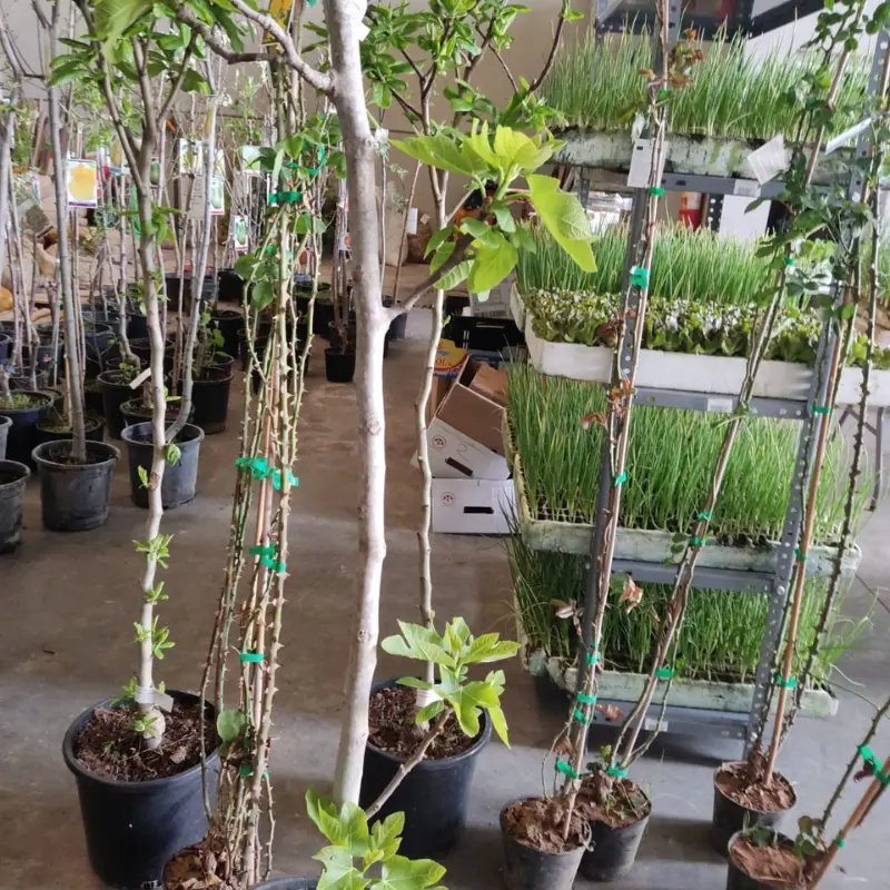 sobre-nosotros-3 Diversas plantas en maceta con la etiqueta de su especie