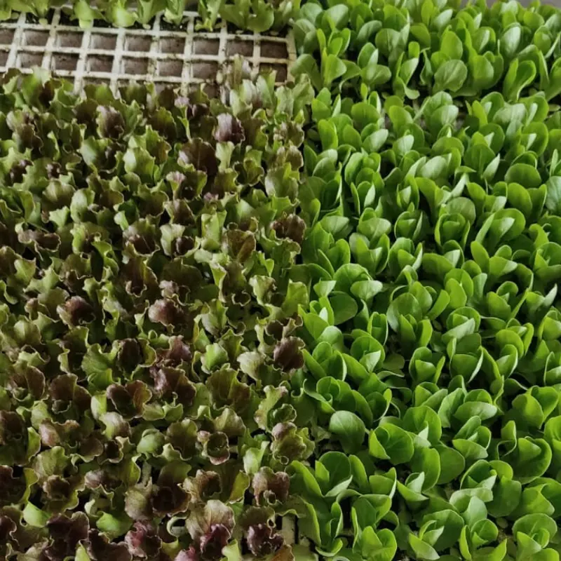 sobre-nosotros-5 Planta de cosecha de lechuga en recipiente