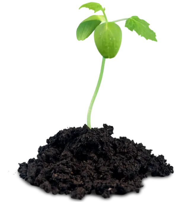 Tallo de planta saliendo de la tierra