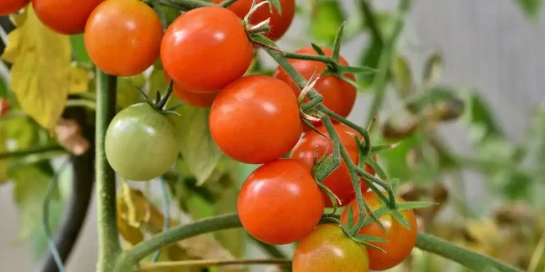fertilizante para tomates: unos cuantos tomates