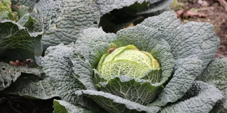Hortalizas de invierno para plantar: vista de un repollo de coliflor