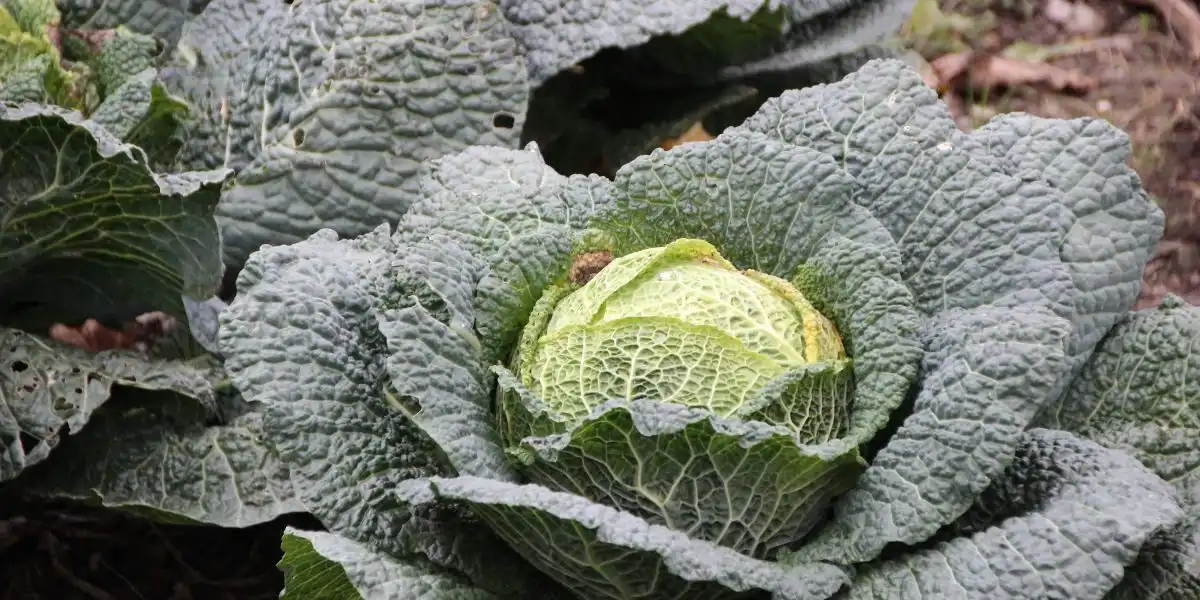 Hortalizas de invierno-para-plantar Hortalizas de invierno para plantar: vista de un repollo de coliflor