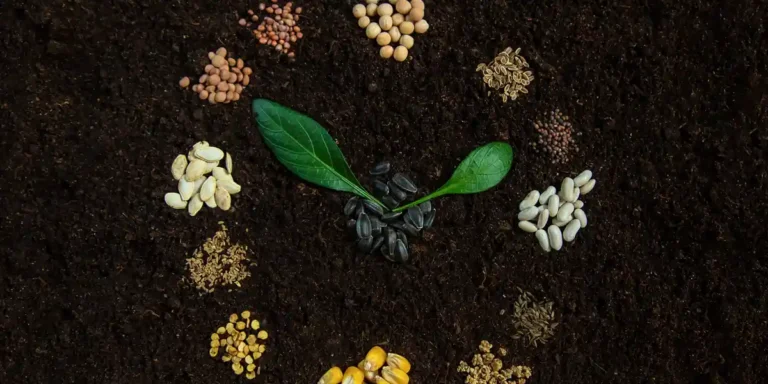 Calendario de siembra, Semillas en círculo y dos hojas sobre tierra simulando un reloj
