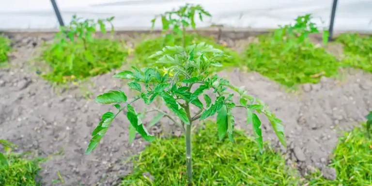 Plantones de hortalizas. plantones de tomate